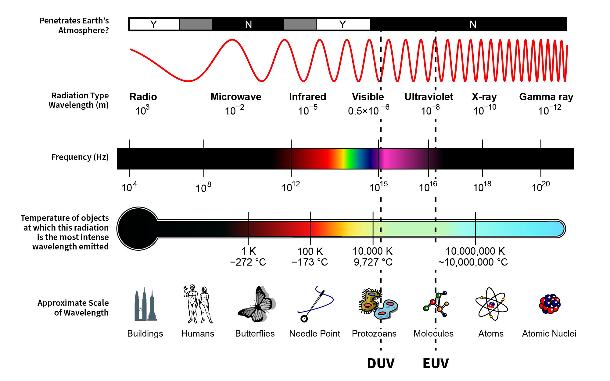 electromagnetic spectrum with the approximate location of the DUV and EUV wavelengths highlighted. DUV wavelengths are about the size of bacteria, whereas EUV wavelengths are closer to the size of molecules. 