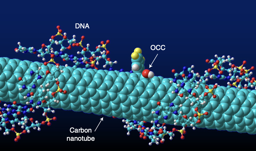 Illustration shows nanotube in green with colorful DNA spiraling around it and OCC as a red sphere on top.