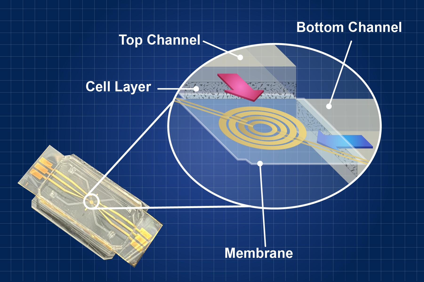 A chip representing the heart-on-a-chip is pictured with an inset of the internal membrane. There is a top channel and bottom channel that connect to a gold, round membrane. A layer of heart cells is seen inside of both channels.