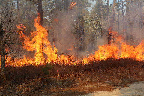 A fire burns along the ground at the edge of a wooded area.