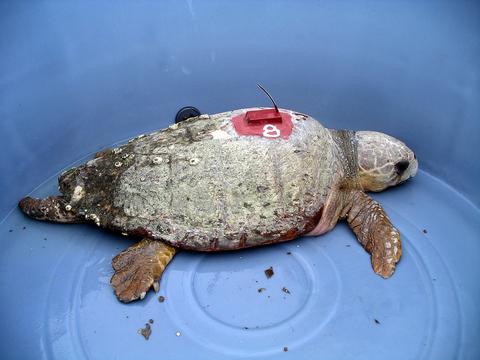 turtle with a transmitter