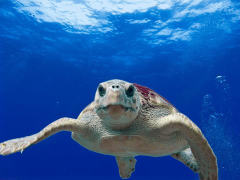 turtle in blue ocean