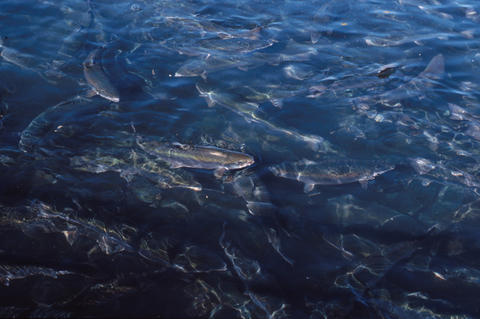 Salmon swimming within a netted pen at a fish farm in Maine.