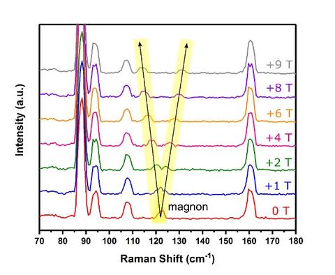 This graphic from the researchers’ paper is a series of Raman spectra measured at seven different strengths of magnetic field in Tesla (T). 