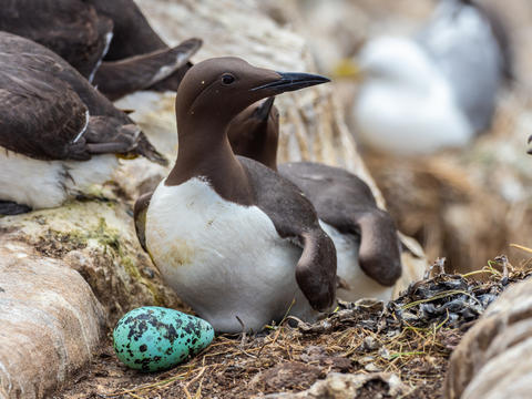 Photograph of a seabird with a spotted turquoise egg.