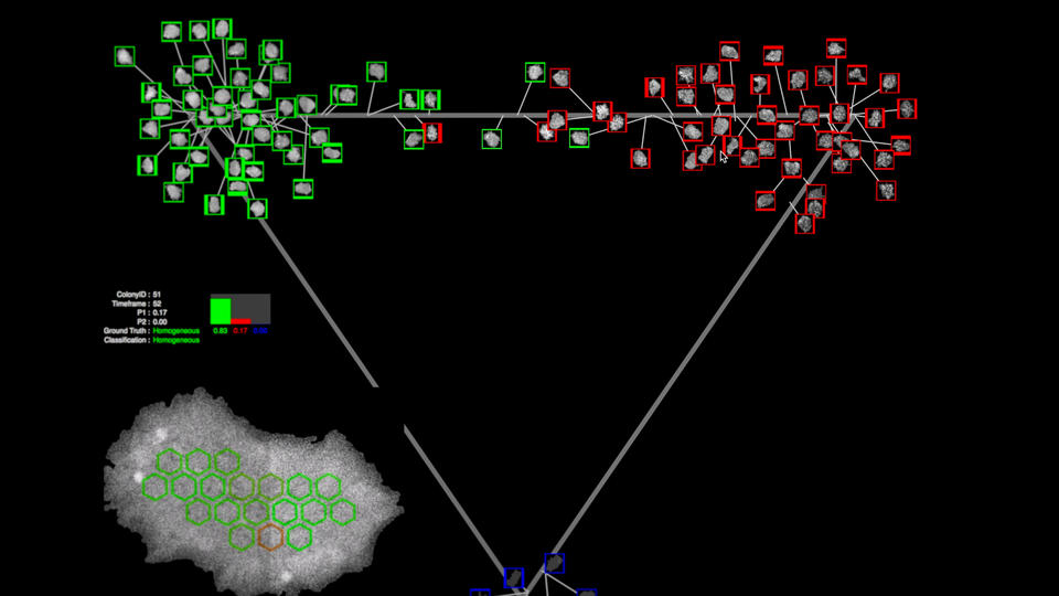 A still image from the WIPP software, which shows several cells outlined in red and several in green against a dark background.  Also pictured: a map of the cells geographic location within the petri dish.