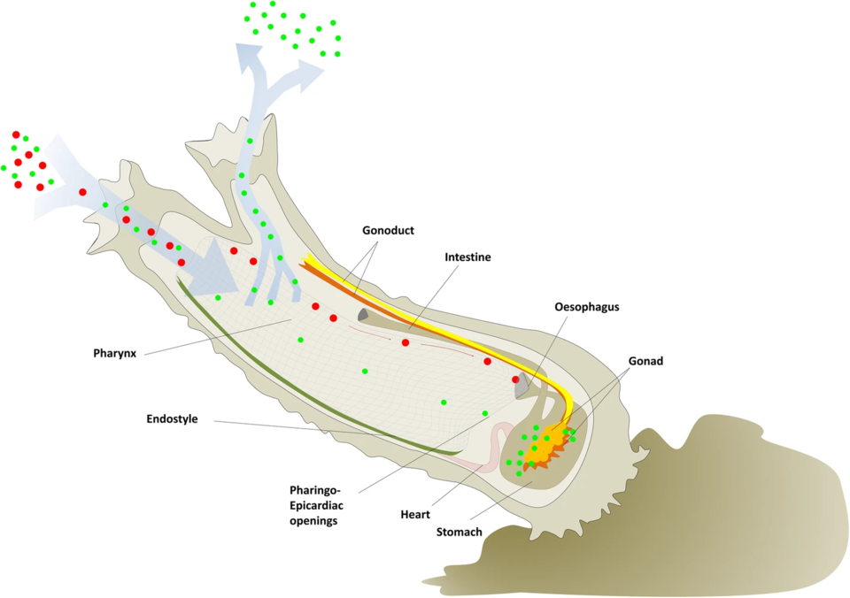 Diagram representing a full sized tunicate that highlights water circulation including bigger and smaller size particles.