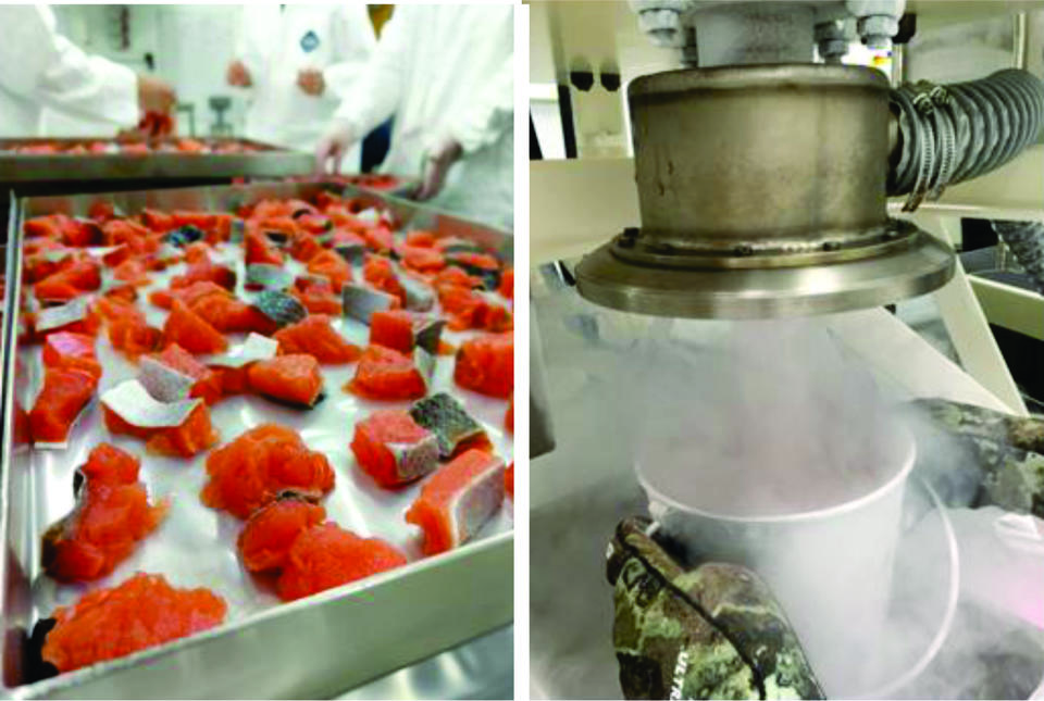 Two photographs showing salmon fillets, and cryogenic apparatus.