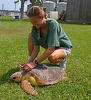 NIST research biologist Jennifer M. Keller taking a blood sample from a loggerhead turtle