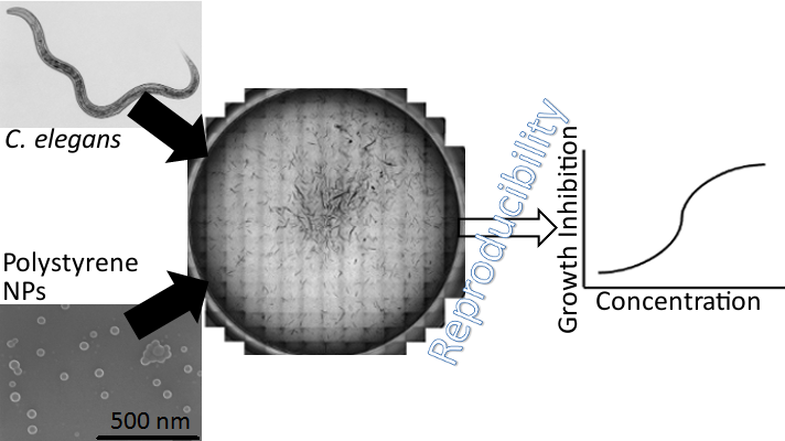 Nist Researchers Use A Standardized Caenorhabditis Elegans