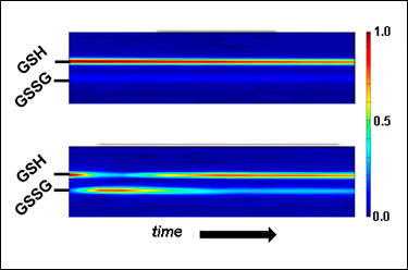 Yeast Cells at Rest and Under Oxidative Stress