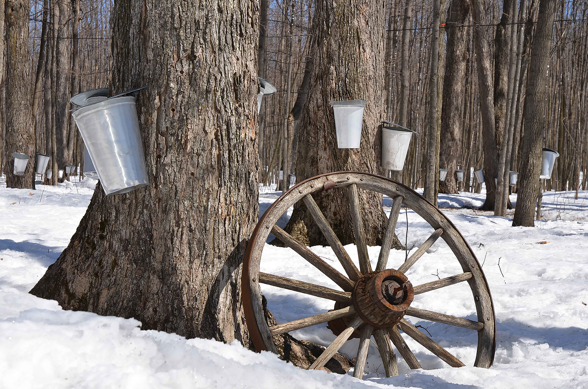 how-sweet-it-is-nist-metrology-and-the-maple-syrup-industry-nist