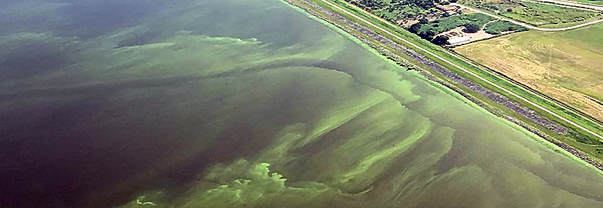 toxic algae