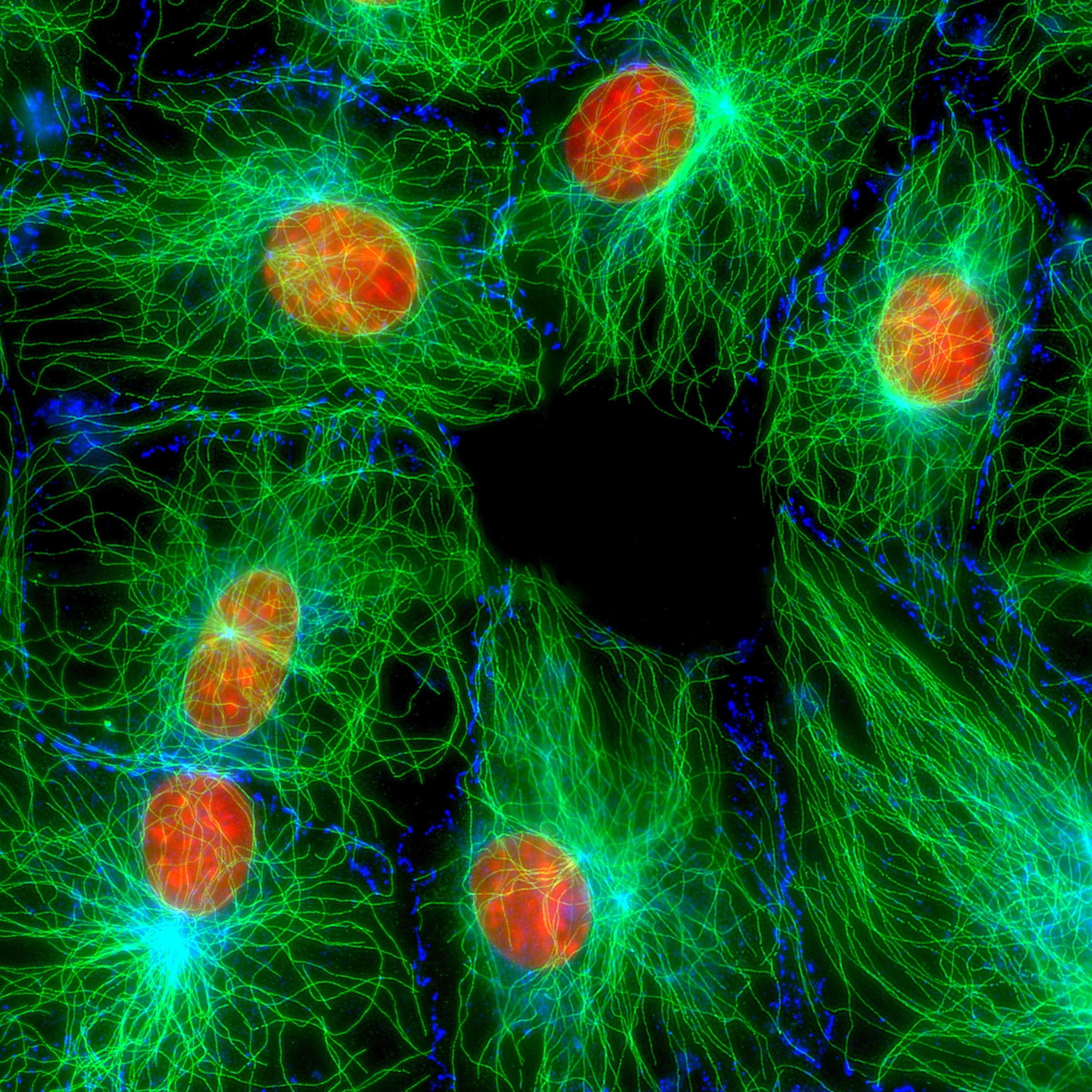 Mouse Fibroblast Cells Nist