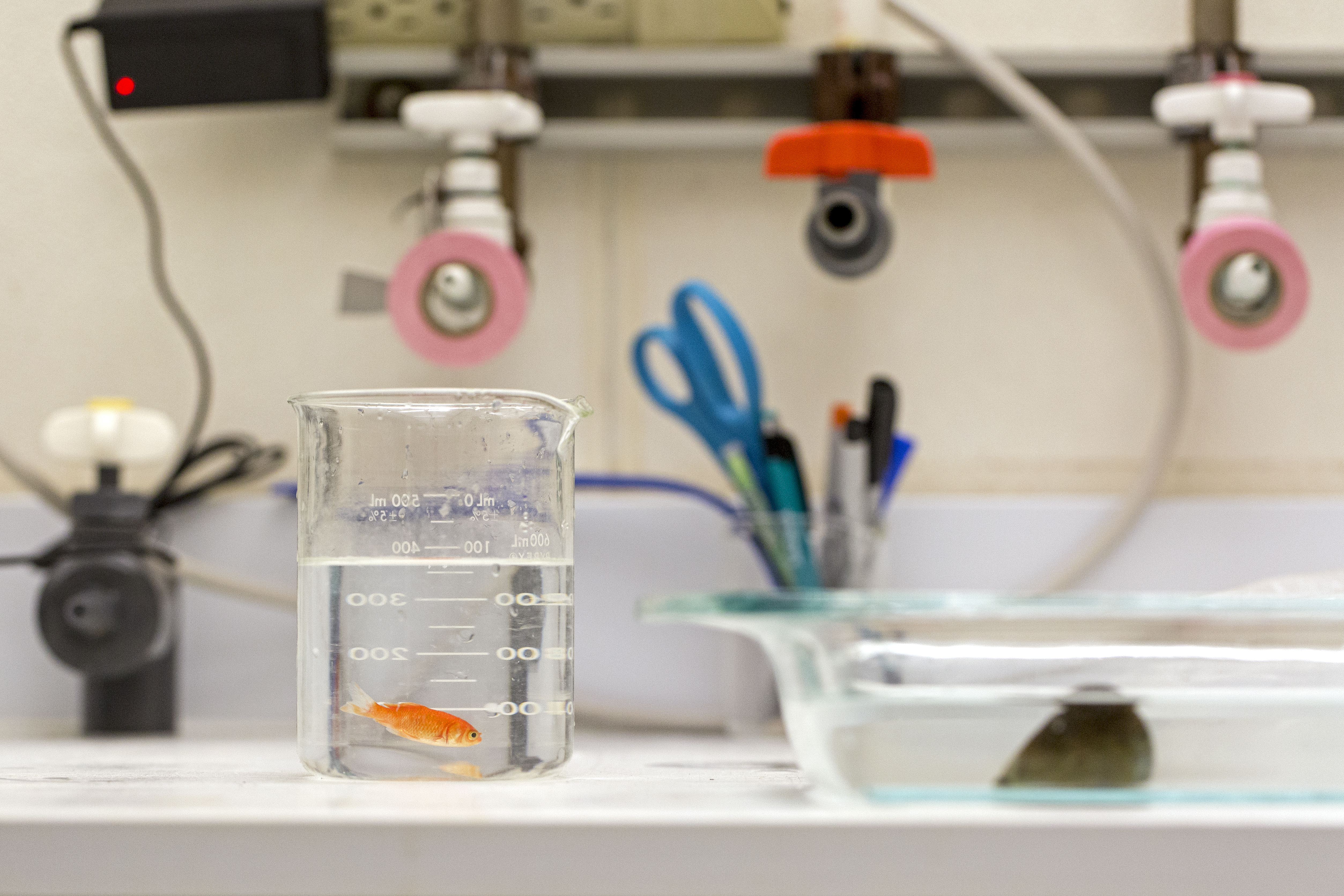 Goldfish and cone snail in lab
