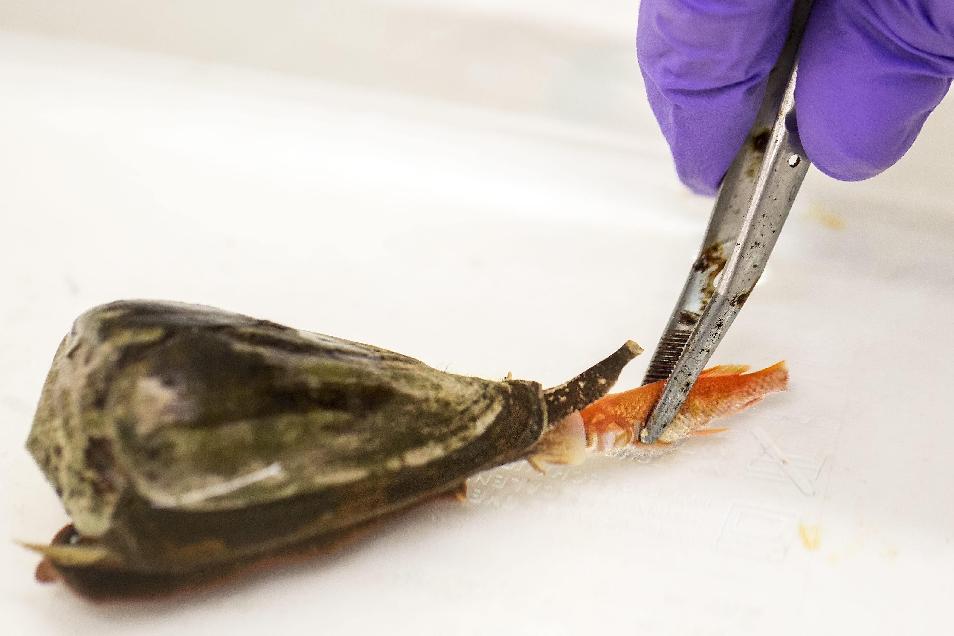 cone snail eating a fish