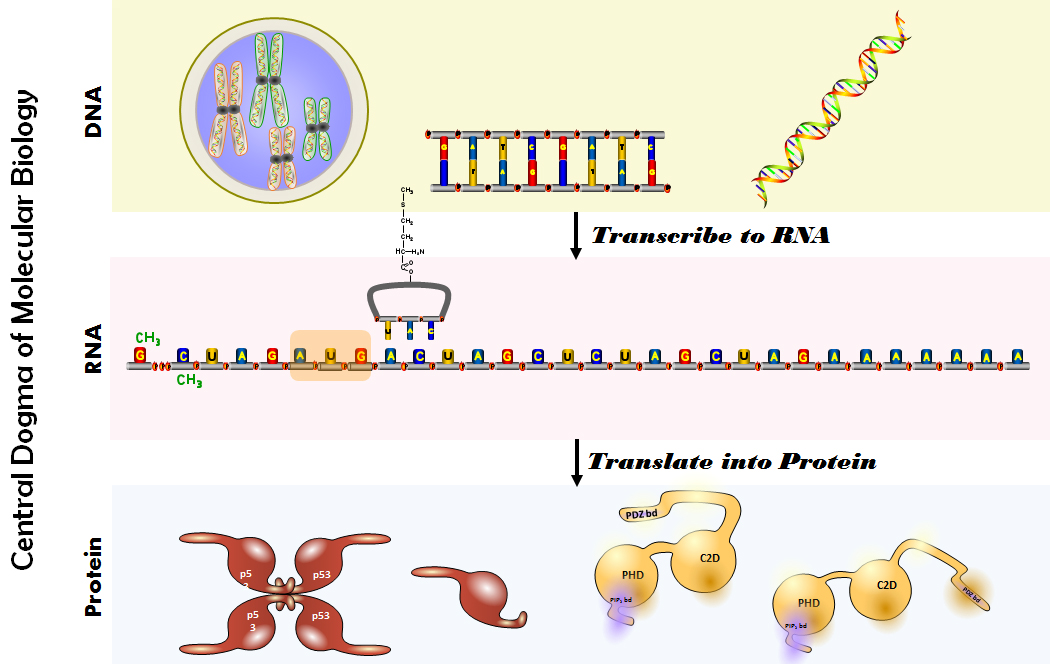 Central Dogma Of Molecular Biology