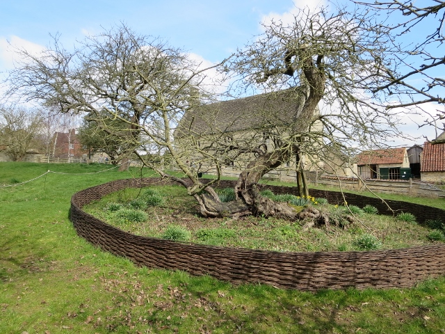 An apple tree with most of it's trunk laying on the ground growing outside of Issac Newton's birthplace