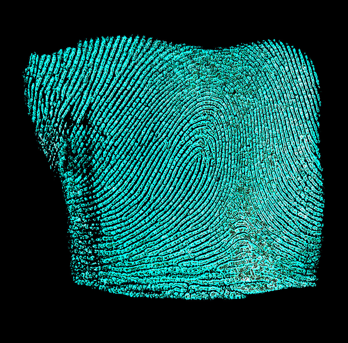 do you have what it takes to be a forensic fingerprint fingerprint chart pdf