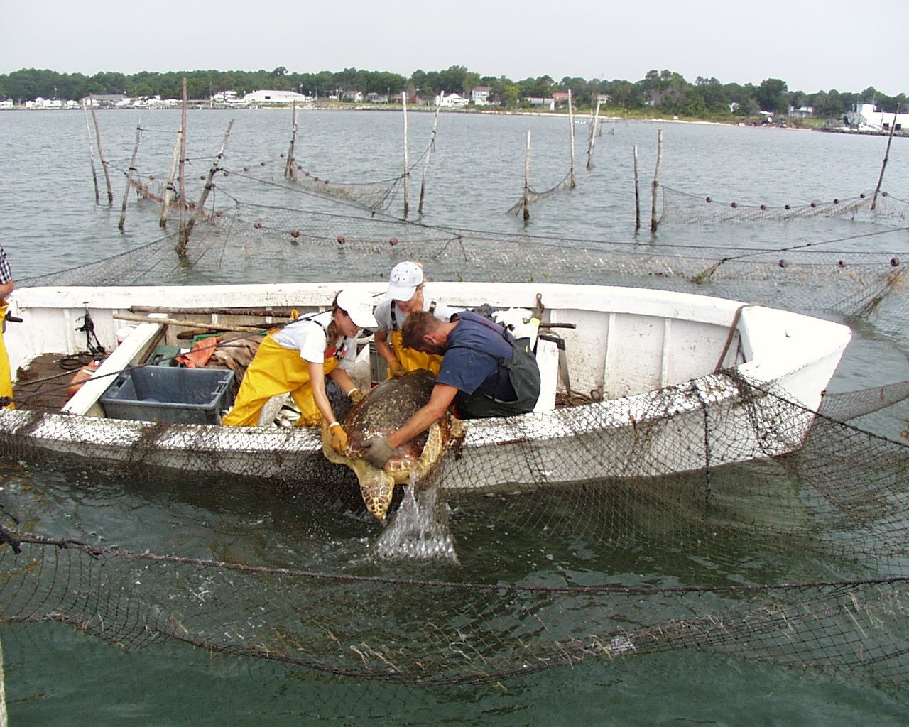 Three people in a boat hauling in a net
