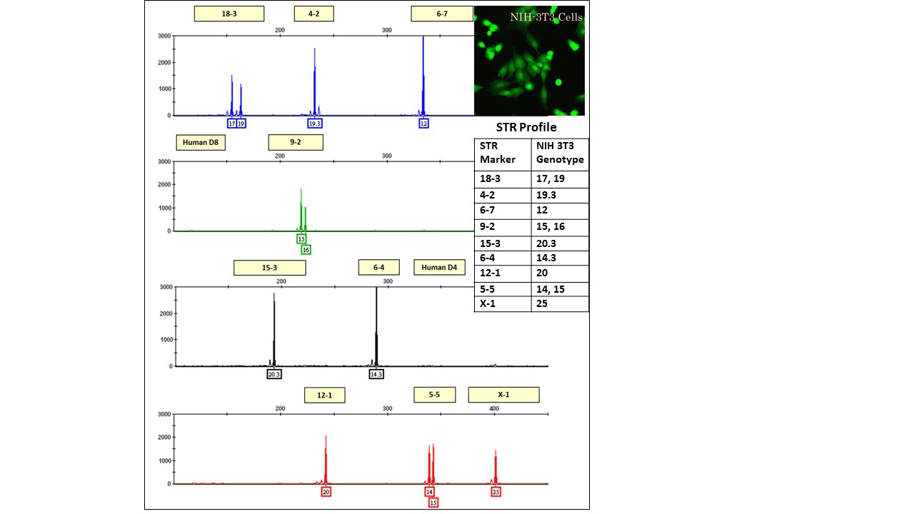 graph showing peaks of STR profile