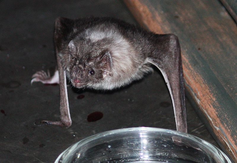 vampire bat resting on a table next to a metal water dish