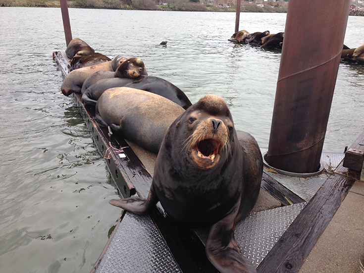 California sea lion on a pier