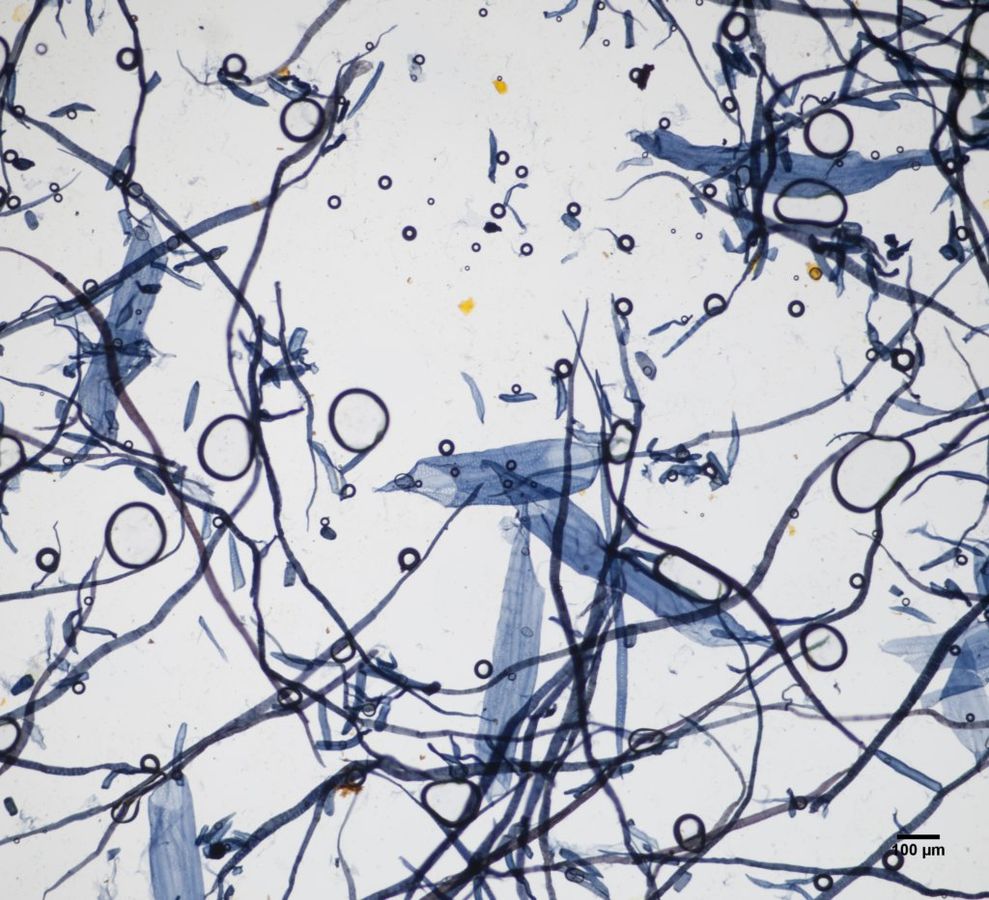 Photomicrograph of american sycamore paper pulp at 100x. The fibers have been stained with Graff "C" (blue) stain.