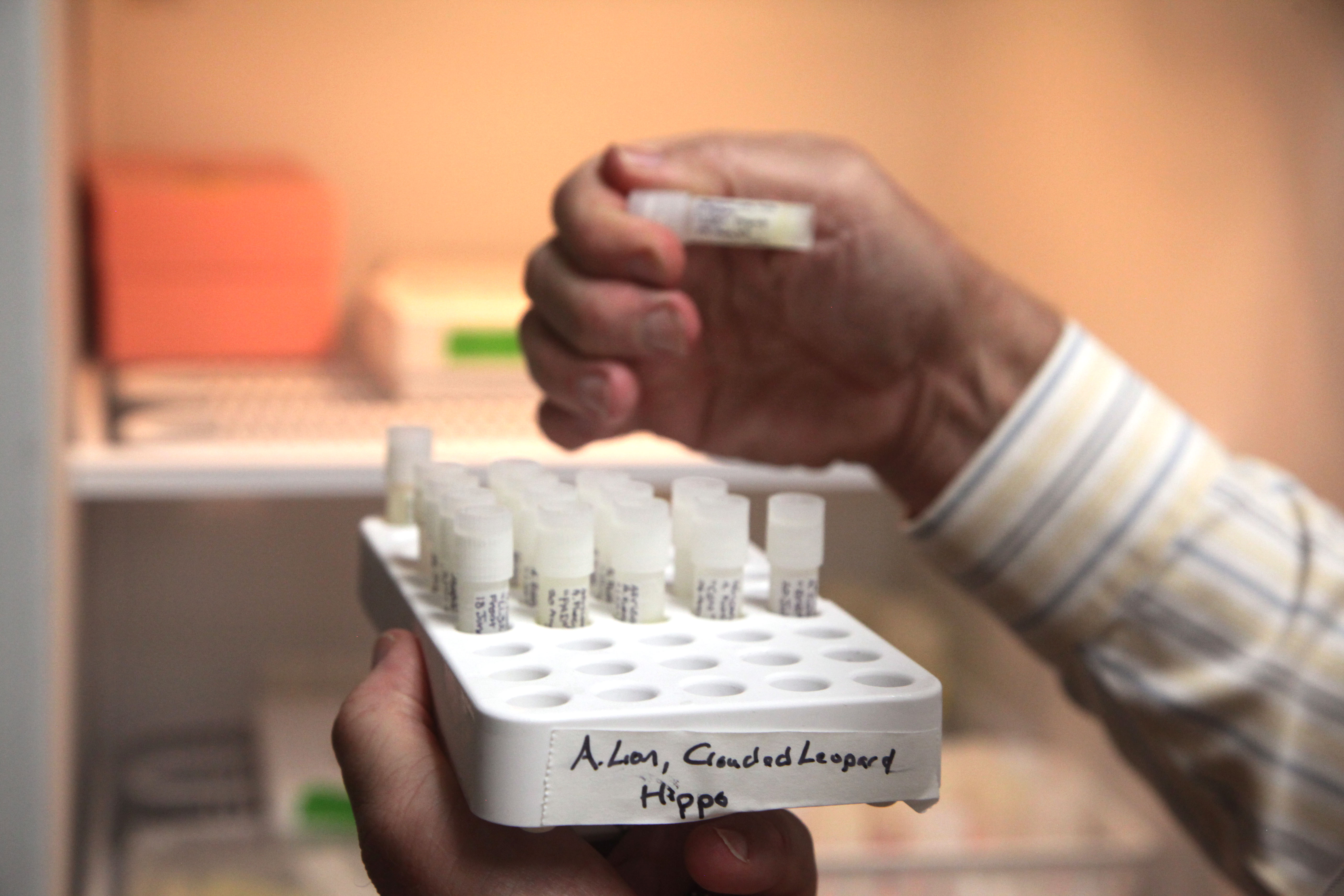 Close up of vials of lion's milk