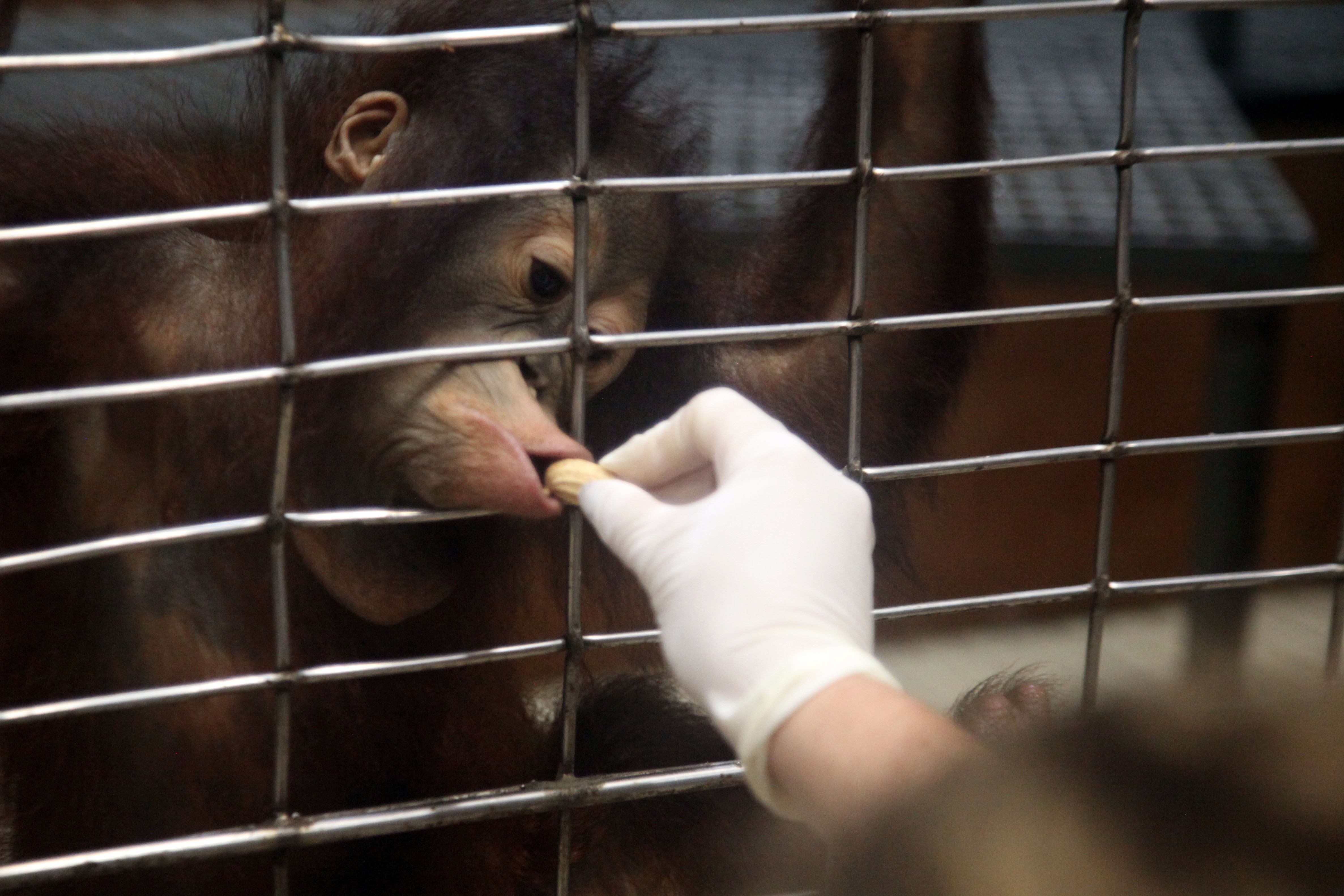 close up of an orangutan getting a peanut