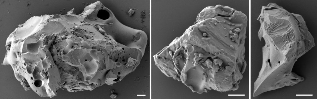 Black and white micrographs. Looks almost like coral.