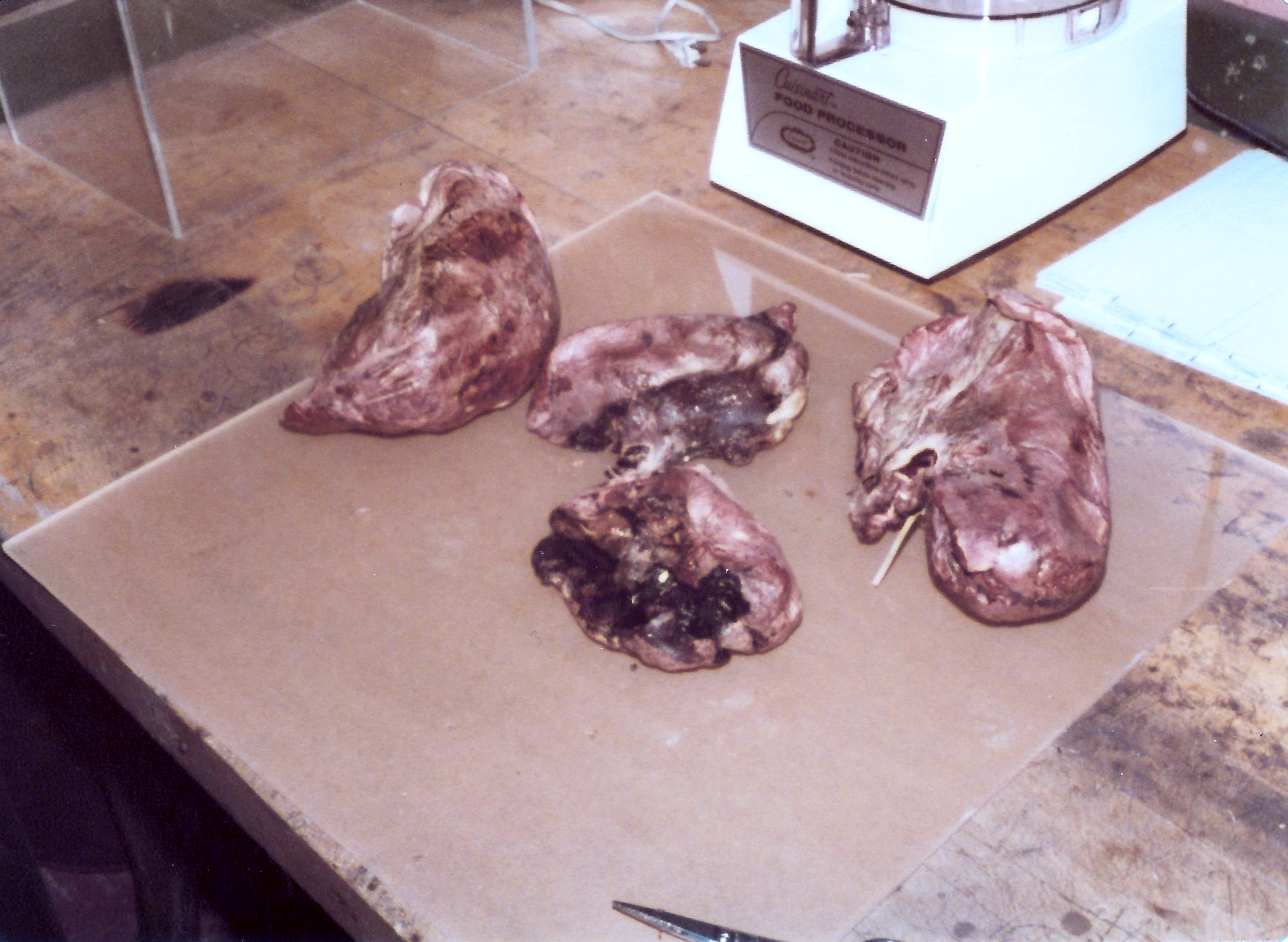 a colorized photo of a human lung contaminated with plutonium on a work bench. Behind the lung is a food processor. 