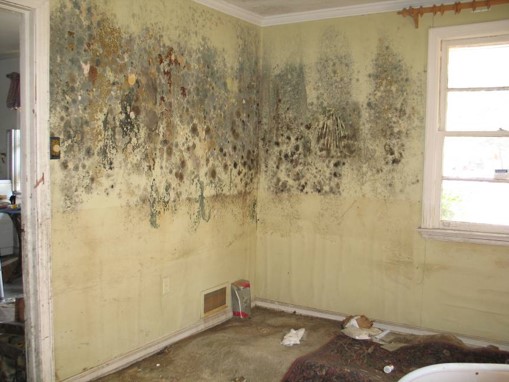 an interior wall of a house covered in mold