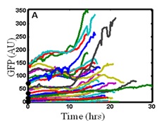 fluorescent trajectories for individual cells