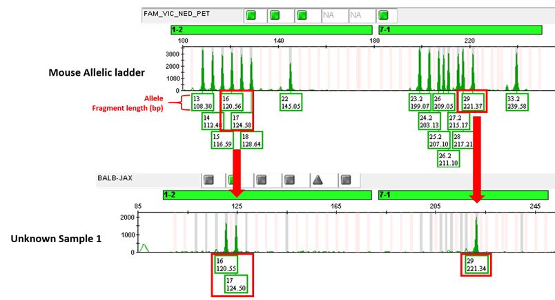 Allelic Ladder