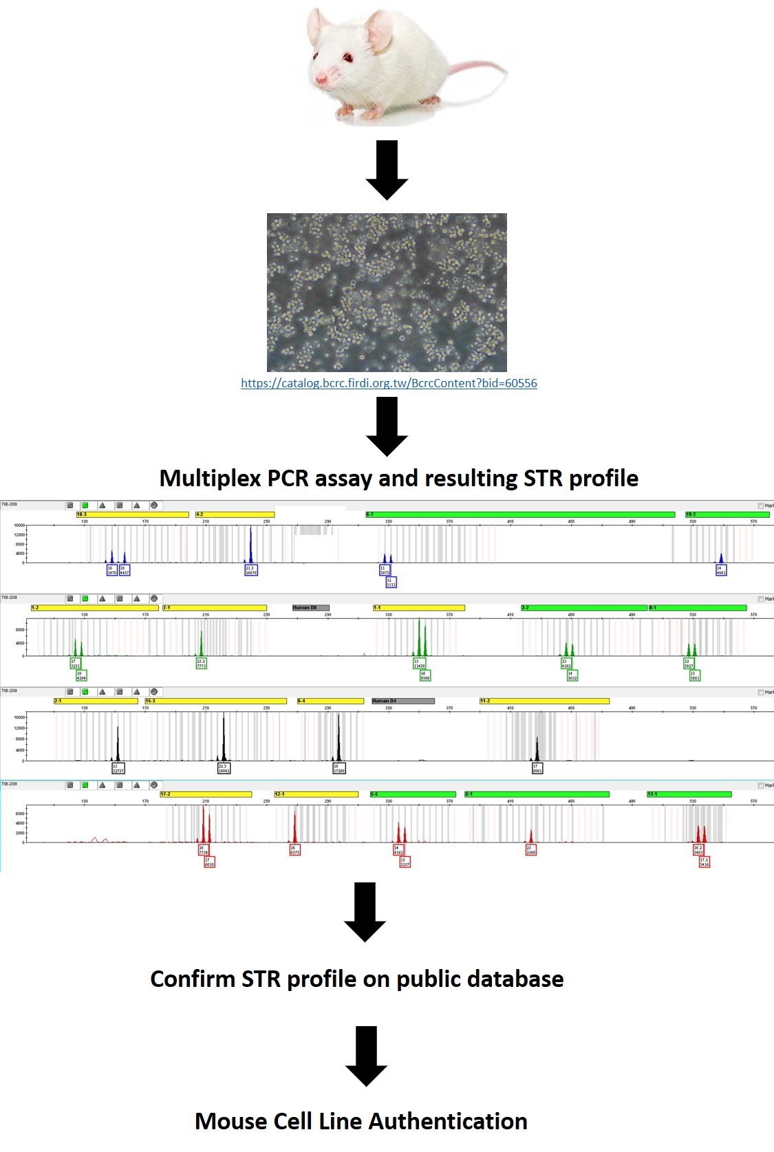 Schematic overview of mouse cell line authentication workflow.  Cell lines presumed to be from a known mouse strain are sampled for PCR amplification of short tandem repeats (STR)s that are analyzed (profiled) and compared with reference profiles in public databases to authenticate cell line identities.