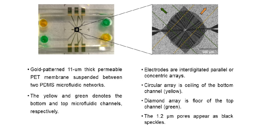 gold-patterened permeable PET membrane suspended between two PDMS microfluidic networks. 