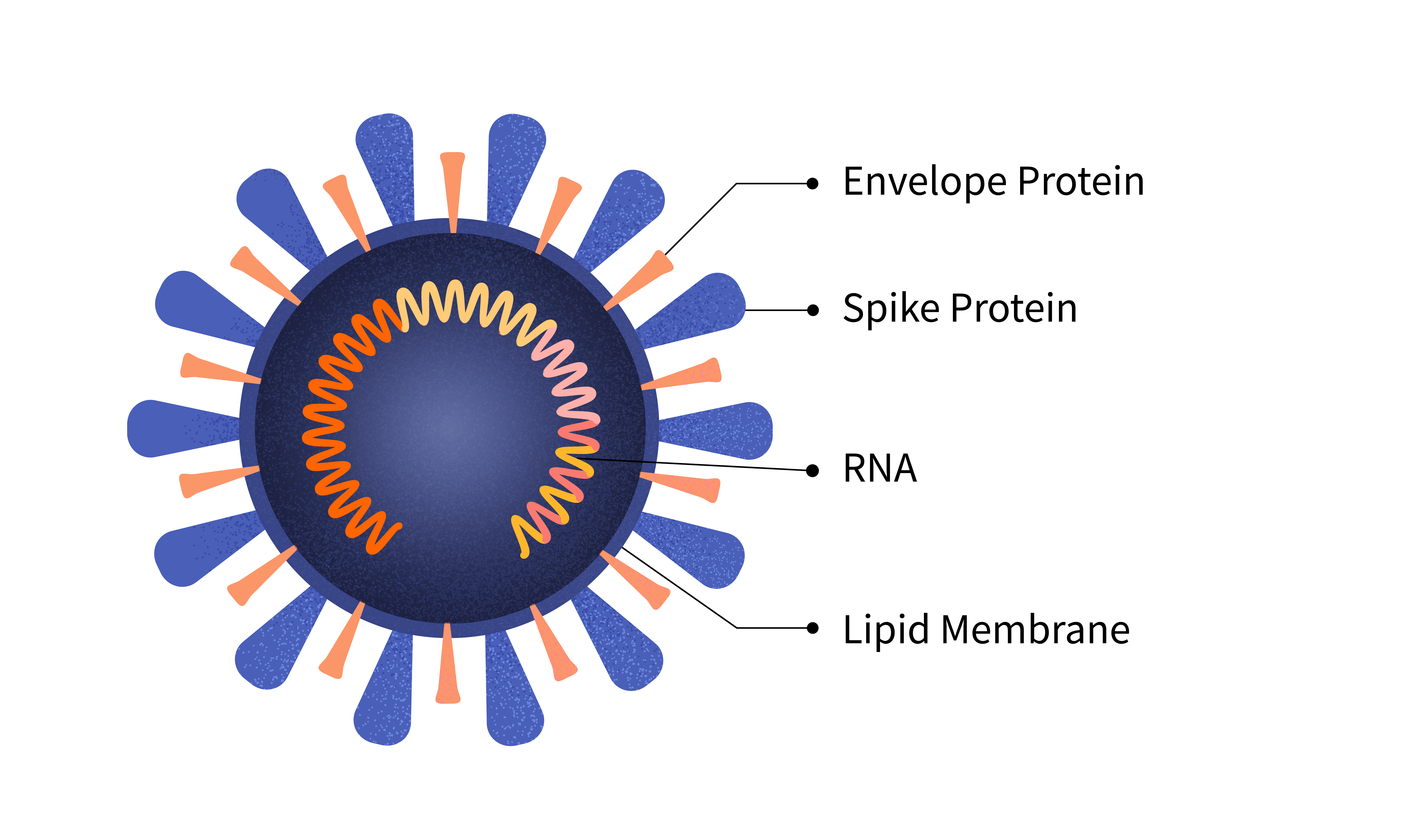 A blue circle with RNA coiled inside and spikes coming out of it, with parts labeled.
