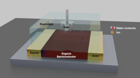 Animated gif showing swelling and color change (due to doping/de-doping) of an organic electrochemical transistor upon water and ion infiltration and exfiltration.