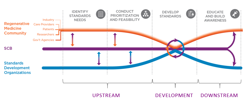 how SCB fits into the standards development process for the regenerative medicine community.