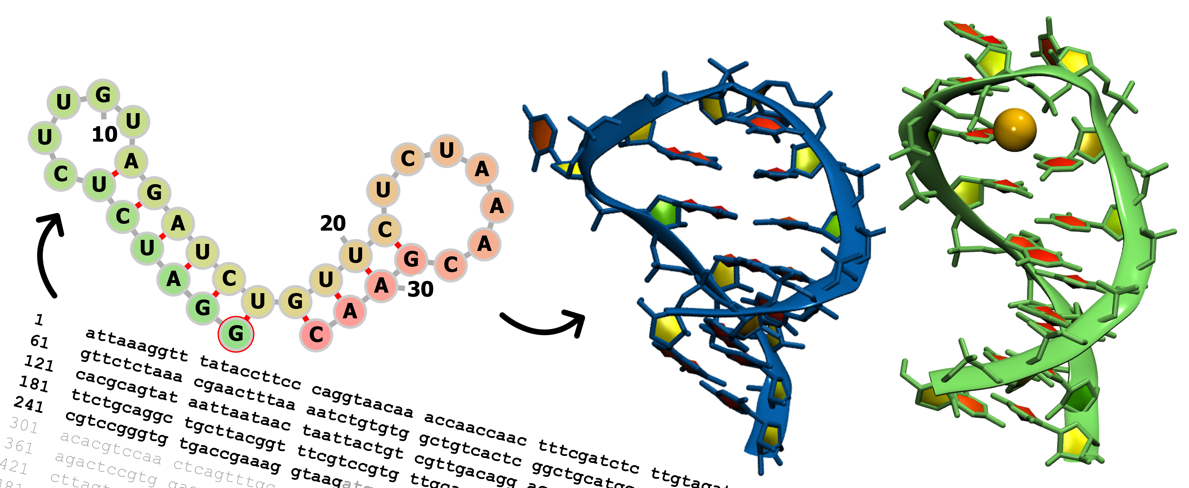 a genetic sequence of letters, representations of stem loops 