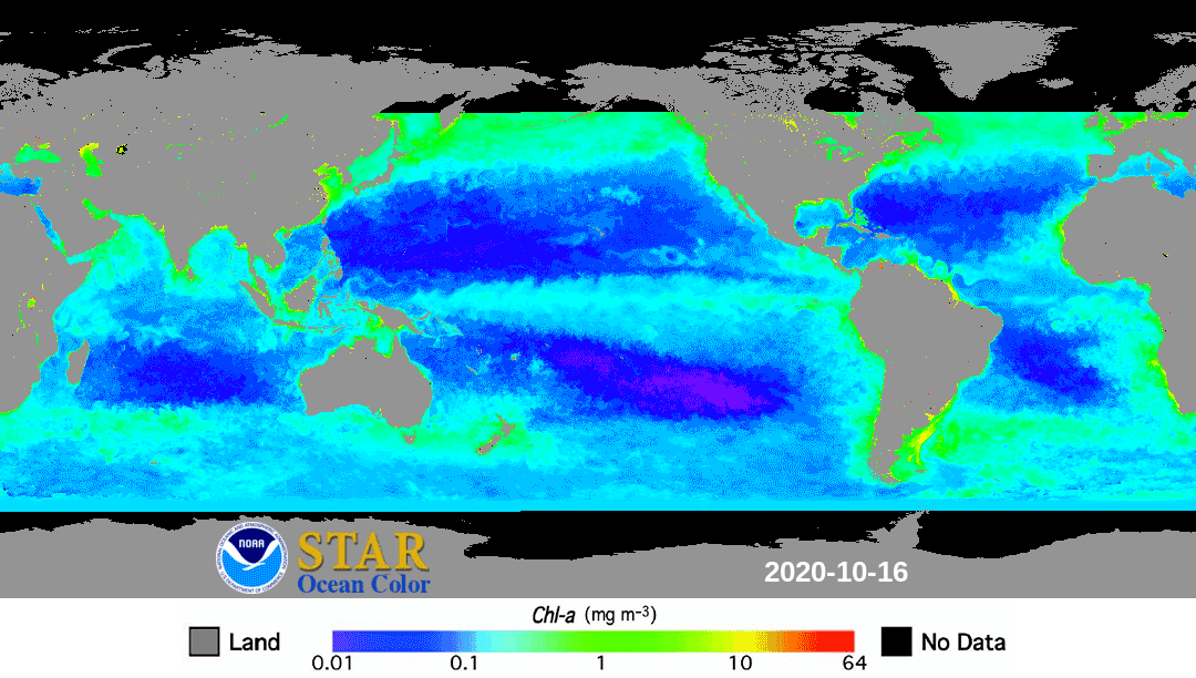 multicolored map showing the concentrations of chlorophyll is in the water.  