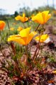 Mexican Gold Poppies by Martha Lochert