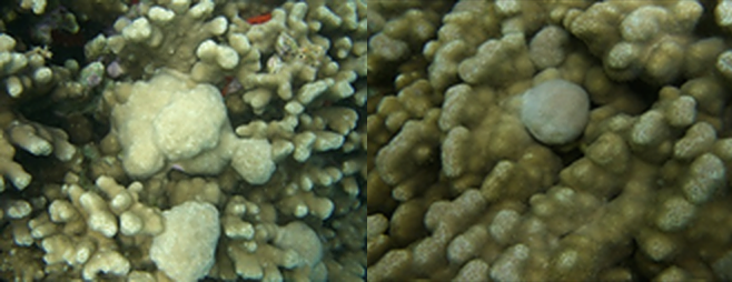 Two photos depicting the coral species, Porites compressa, affected by a tumorlike disease. 