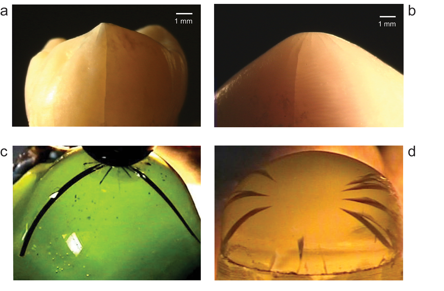 Four-panel image shows molars in two two panels and testing devices in bottom two.