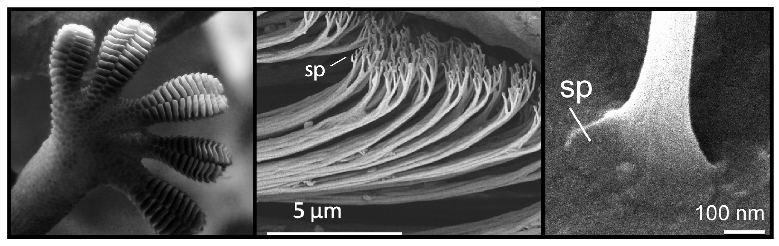 A composite of three black and white images, including a photograph of the underside a gecko’s foot, a microscope image of hairlike structures, and a second microscope image of the flat, wide shape at the end of the hairlike structures.