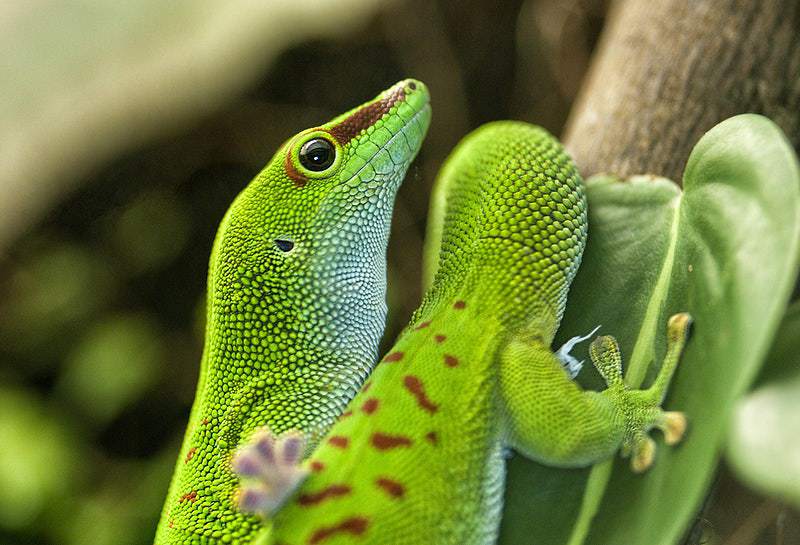 Gecko Feet Are Coated in an Ultra-Thin Layer of Lipids That Help Them Stay Sticky - Vimarsana News