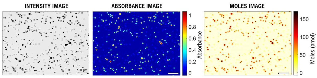 Three micrographs in a row showing round cells are labeled Intensity, Absorbance and Moles. 