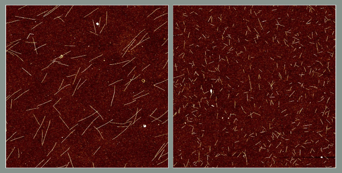 Two microscope images side by side show longer white lines on rust-colored background on left, shorter lines on right.