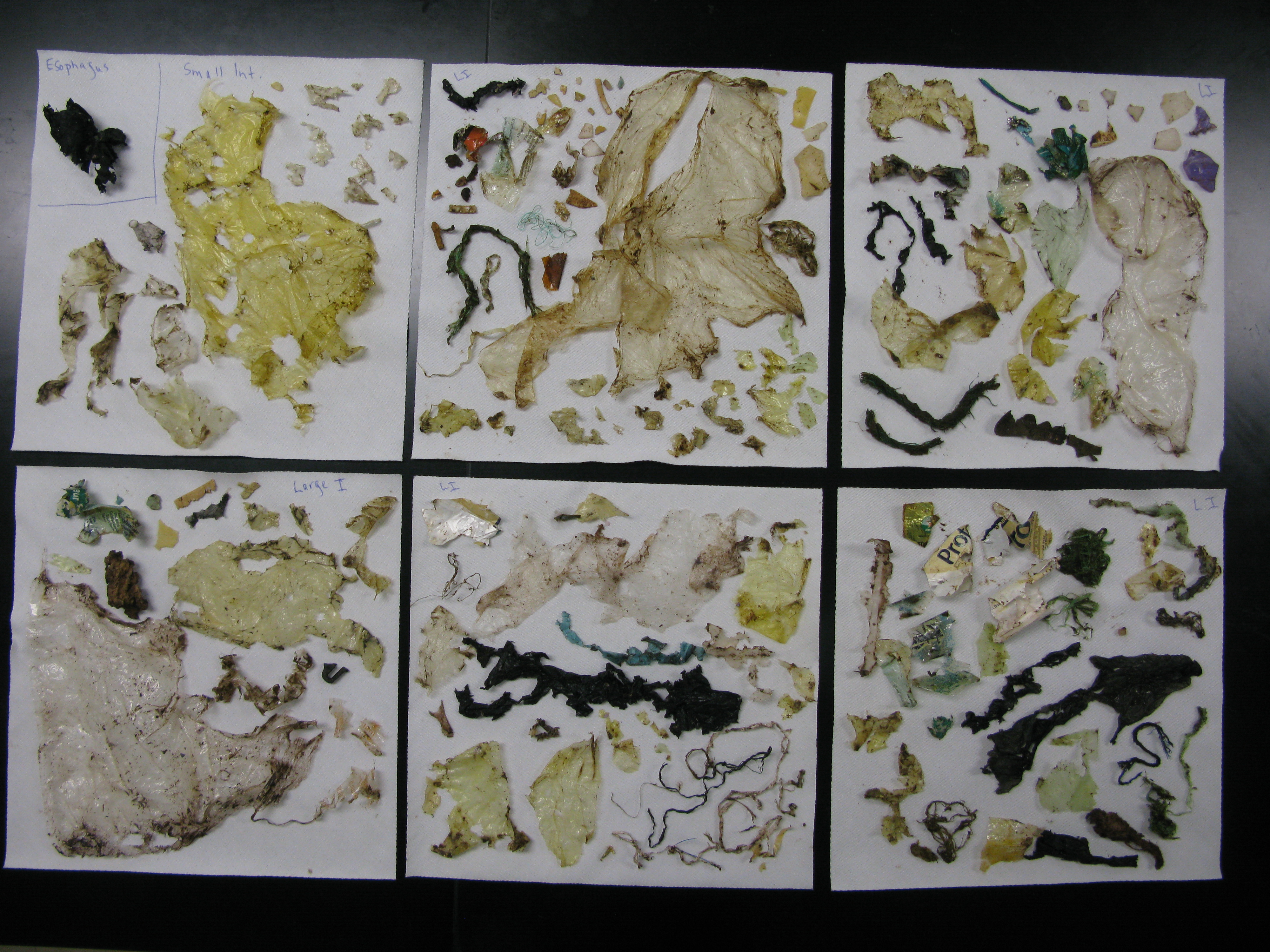 Ragged multicolored scraps of plastic are laid out on six white squares in a grid.